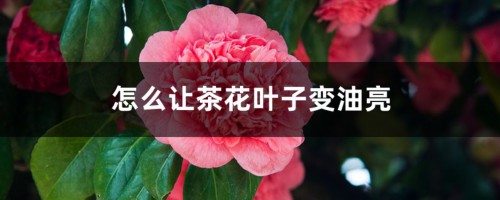 怎么让茶花叶子变油亮，可以喷啤酒吗