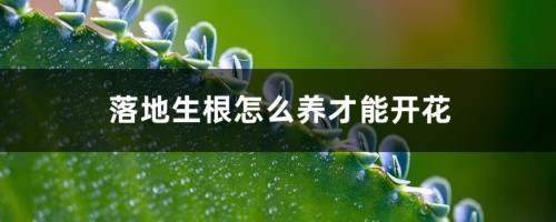 落地生根怎么养才能开花