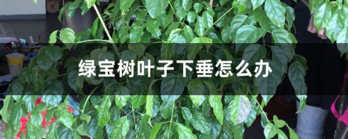 绿宝树叶子下垂怎么办