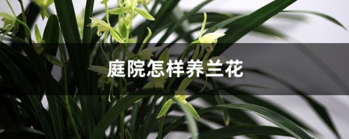 庭院怎样养兰花