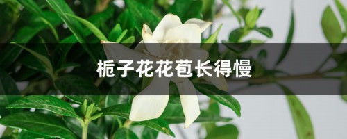 栀子花怎么催长花苞，花苞长得慢怎么办