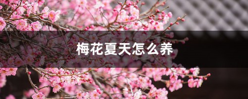 梅花夏天怎么养