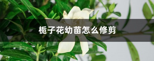 栀子花幼苗怎么修剪