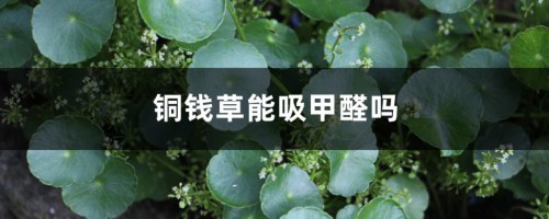 铜钱草能吸甲醛吗，放哪里招财