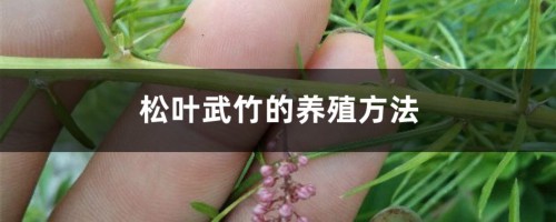 松叶武竹的养殖方法