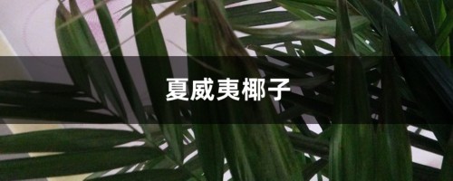 夏威夷椰子长的慢？剪一剪，长得又快又健康！