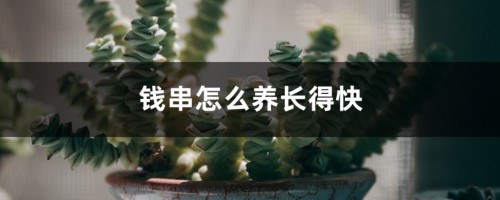 钱串怎么养长得快