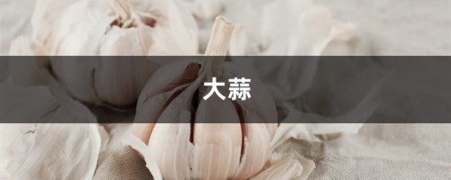 家里养花用上点大蒜，防腐促芽杀虫又保花！