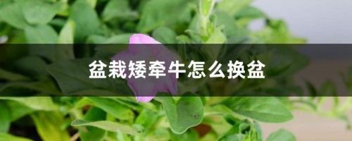 盆栽矮牵牛怎么换盆