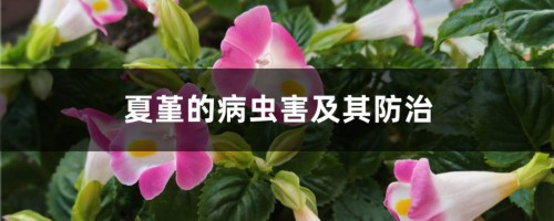 夏堇的病虫害及其防治