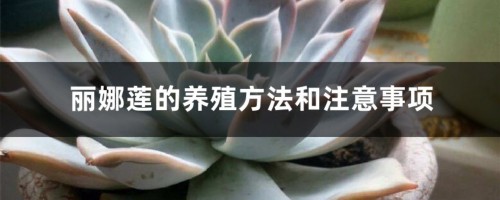 丽娜莲的养殖方法和注意事项